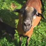 Ivanka 2* Jestrabi V Krkonosich